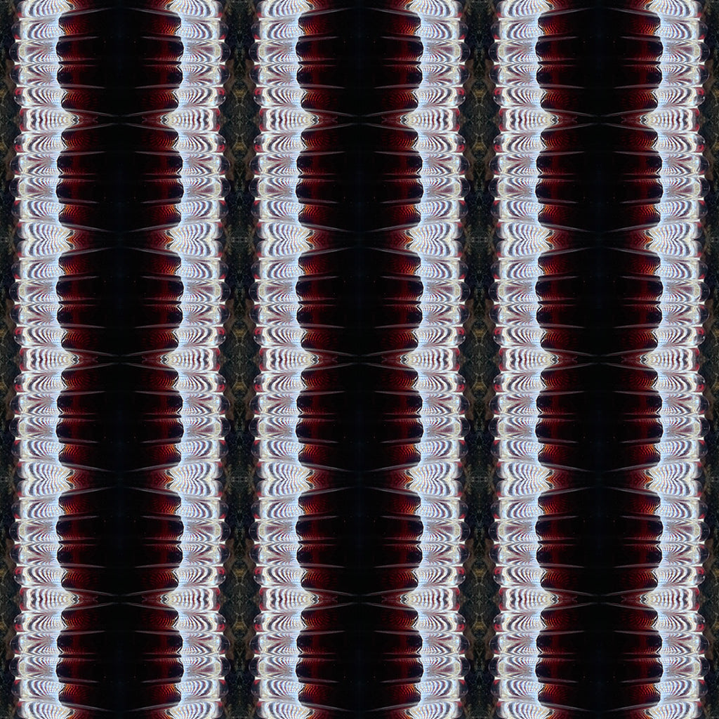 Long Sleeve Button Down Shirt (Dracula)