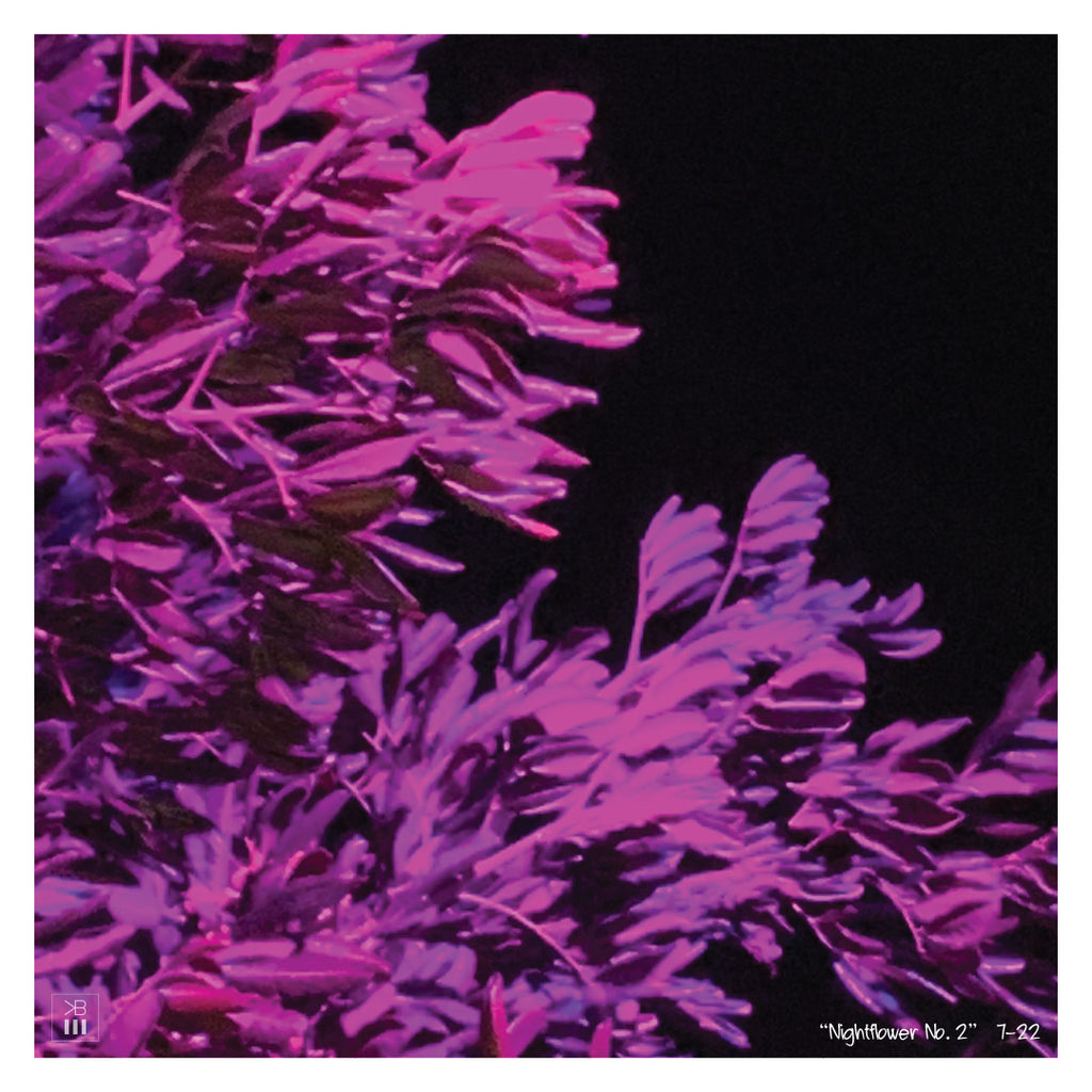 Nightflower No. 1, Nightflower No. 2, Nightflower No. 3