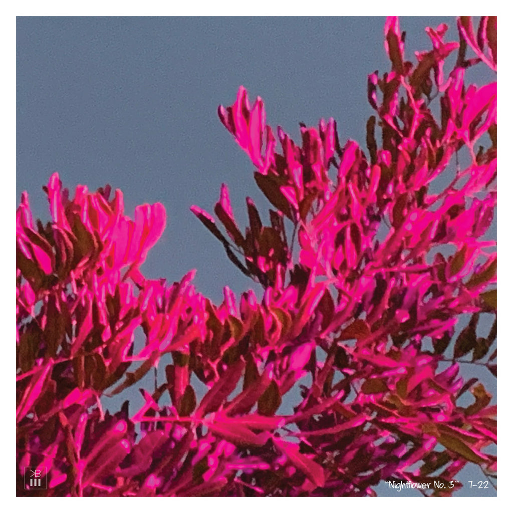 Nightflower No. 1, Nightflower No. 2, Nightflower No. 3