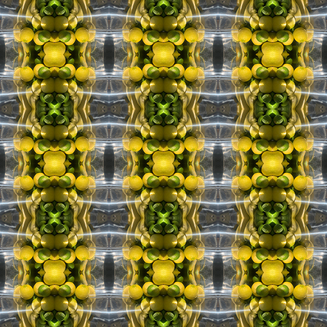 Swim Trunks (Lemon Snakes)